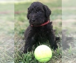 Small Photo #24 Labradoodle Puppy For Sale in JARRELL, TX, USA