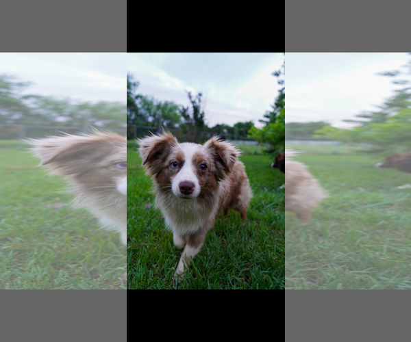Medium Photo #2 Australian Shepherd Puppy For Sale in Dallas, TX, USA