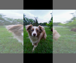 Small #1 Australian Shepherd