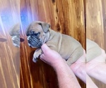 Small Photo #9 Bulldog Puppy For Sale in GREERS FERRY, AR, USA