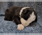 Small Photo #295 Border Collie Puppy For Sale in NORBORNE, MO, USA