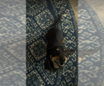 Small Dachshund Mix