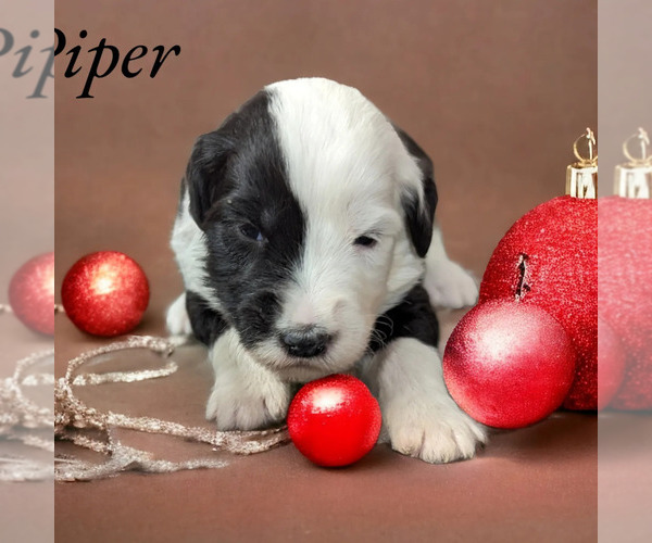 Medium Photo #6 Sheepadoodle Puppy For Sale in SEAMAN, OH, USA