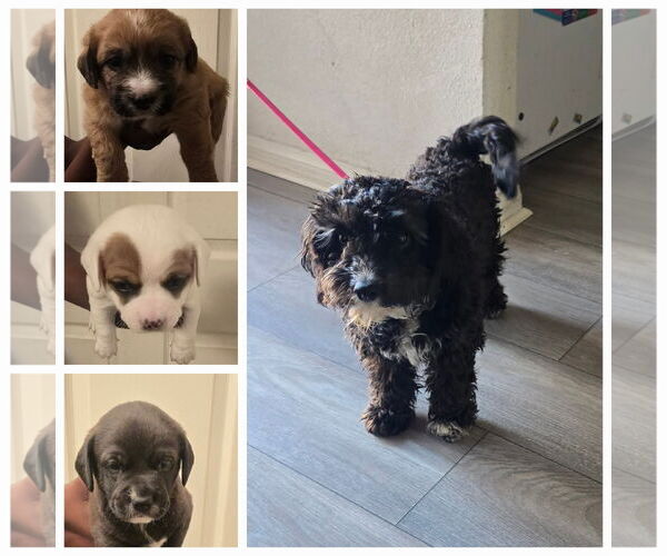 Medium Photo #5 Miniature Labradoodle Puppy For Sale in Colton, CA, USA