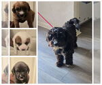 Small #4 Miniature Labradoodle