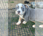 Small #4 American Bully
