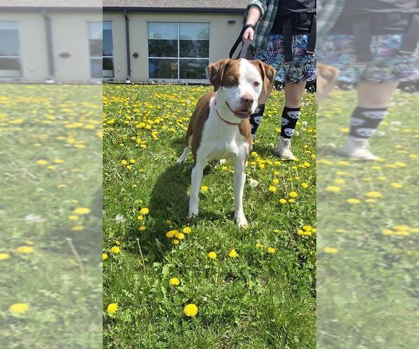 Medium Photo #1 American Bulldog-Unknown Mix Puppy For Sale in Oskaloosa, IA, USA