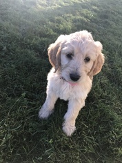 Doodle Puppy for sale in TACOMA, WA, USA
