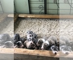 Small Photo #6 Great Dane Puppy For Sale in CLEVELAND, NC, USA