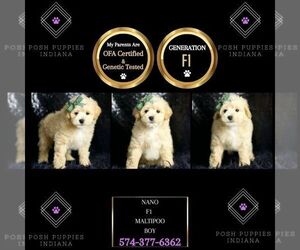 Maltipoo Puppy for sale in WARSAW, IN, USA