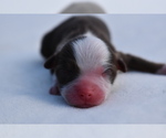 Small #2 Miniature Australian Shepherd