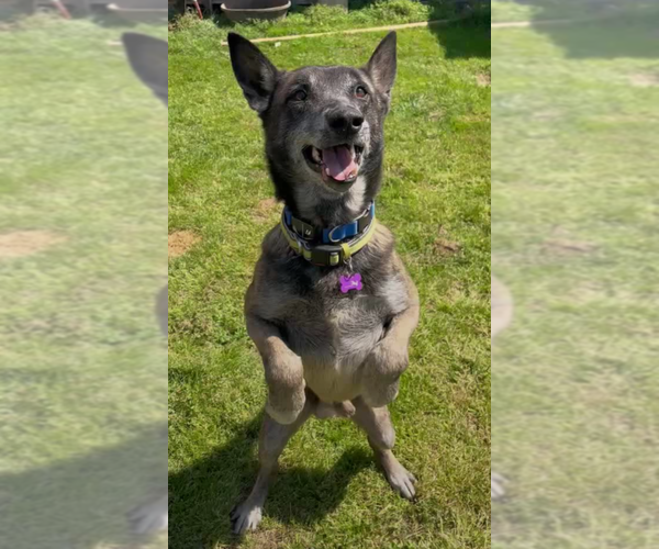 Medium Photo #5 Mutt Puppy For Sale in Imlay City, MI, USA