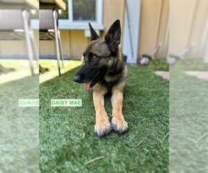 German Shepherd Dog-Unknown Mix Dogs for adoption in Woodland Hills, CA, USA