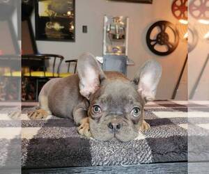 Medium French Bulldog