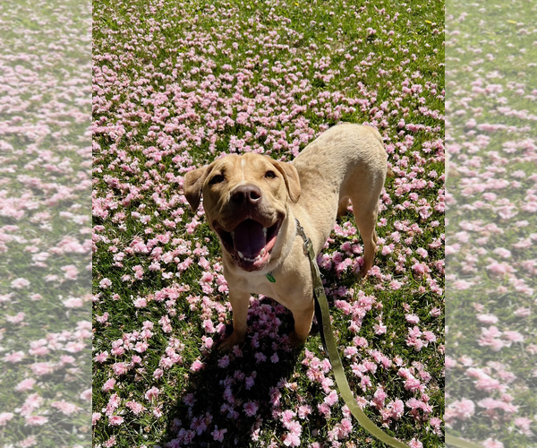 Medium Photo #3 Labrador Retriever-Unknown Mix Puppy For Sale in Rockville, MD, USA