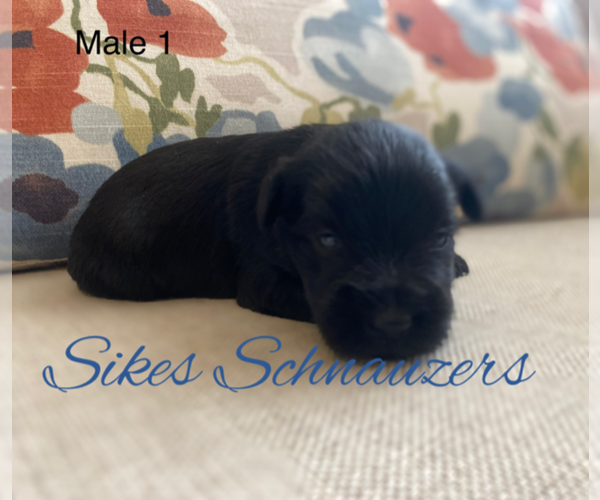 Medium Photo #4 Schnauzer (Miniature) Puppy For Sale in CHESTERFIELD, SC, USA