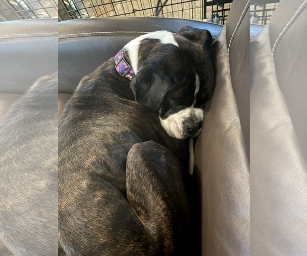 Medium Photo #2 Boxer Puppy For Sale in Burnsville, MN, USA
