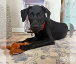 Small #8 Labrador Retriever Mix