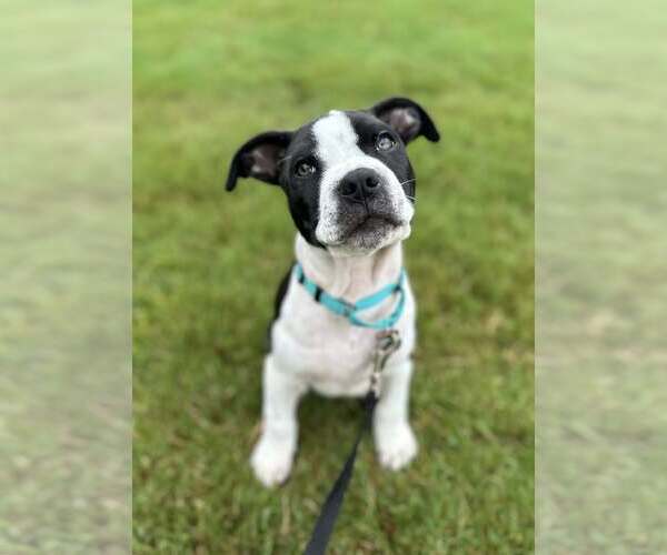 Medium Photo #3 Mutt Puppy For Sale in Greenville, SC, USA