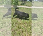 Small Photo #81 Aussiedoodle Puppy For Sale in CONWAY, SC, USA