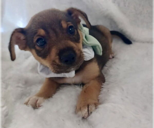 Medium Photo #2 Chihuahua-Unknown Mix Puppy For Sale in Jefferson, NJ, USA