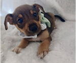 Small #1 Chihuahua Mix