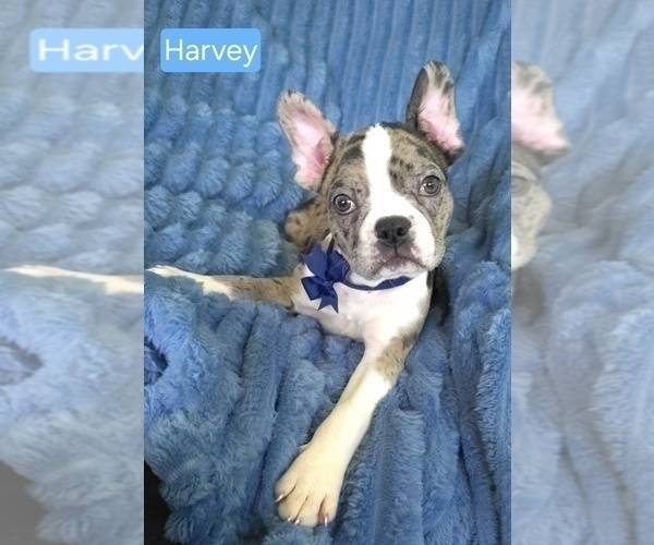 Medium Photo #2 Faux Frenchbo Bulldog Puppy For Sale in MINERAL WELLS, WV, USA
