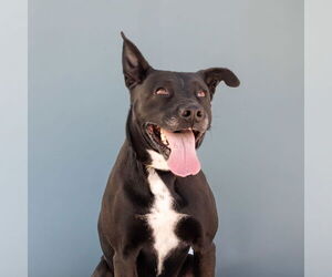 American Pit Bull Terrier-Unknown Mix Dogs for adoption in Pasadena, CA, USA