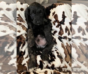 Goldendoodle Puppy for sale in BOISE, ID, USA