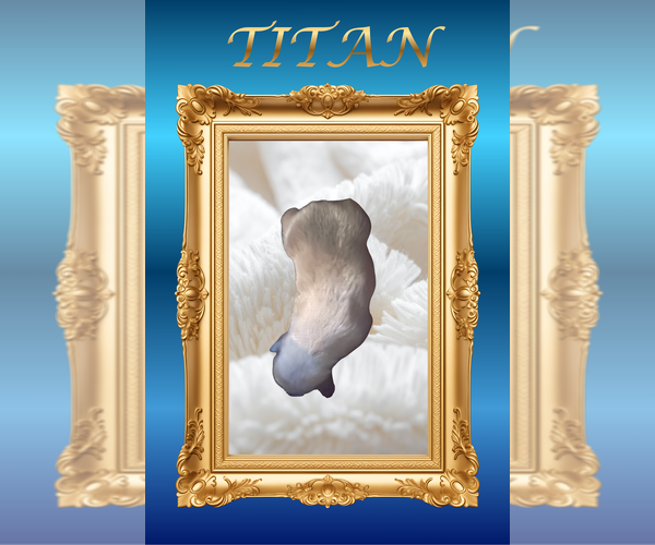 Medium Photo #5 French Bulldog Puppy For Sale in Luton, Bedfordshire (England), United Kingdom