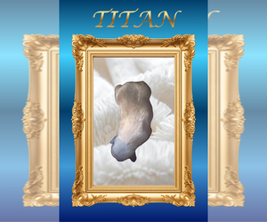 Medium French Bulldog