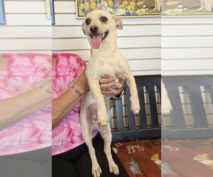 Chiweenie Dogs for adoption in Amarillo, TX, USA