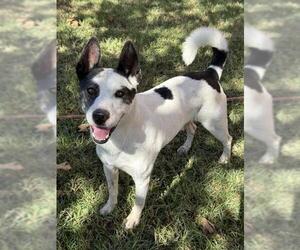 Labrador Retriever Dogs for adoption in Riverside, CA, USA