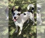 TOBBY - Male Labrador Retriever Dog for Adoption - Small photo