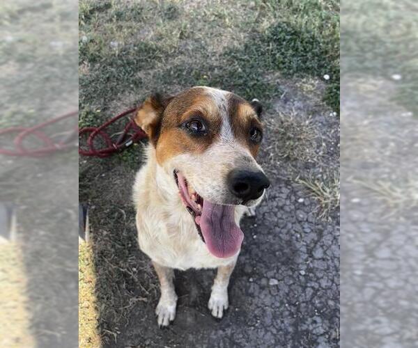 Medium Photo #1 Mutt Puppy For Sale in Corpus Christi, TX, USA