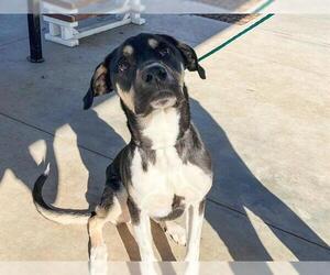 German Shepherd Dog Dogs for adoption in Orange, CA, USA