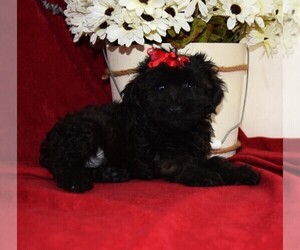 YorkiePoo Puppy for sale in BARNESVILLE, KS, USA