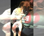 Small #5 German Shepherd Dog Mix