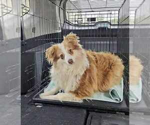 Pomeranian-Unknown Mix Dogs for adoption in Westwood, NJ, USA