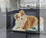 Small Pomeranian Mix