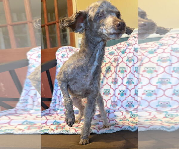 Medium Photo #2 Mutt Puppy For Sale in Pacolet, SC, USA