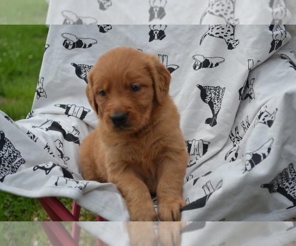 Medium Photo #1 Golden Retriever Puppy For Sale in GREENWOOD, WI, USA
