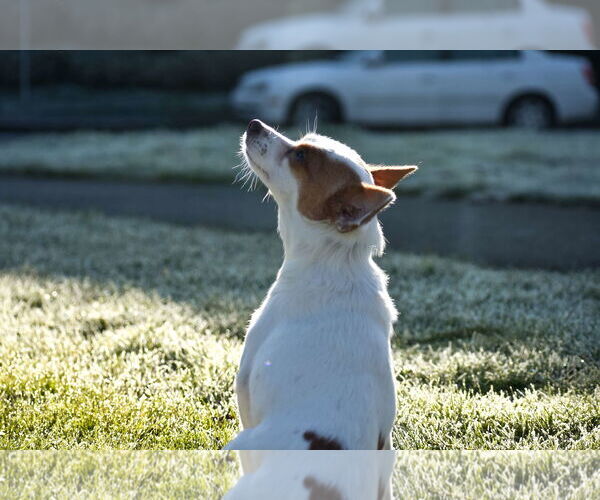 Medium Photo #8 Chiranian Puppy For Sale in Arlington, WA, USA