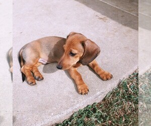 Medium Dachshund