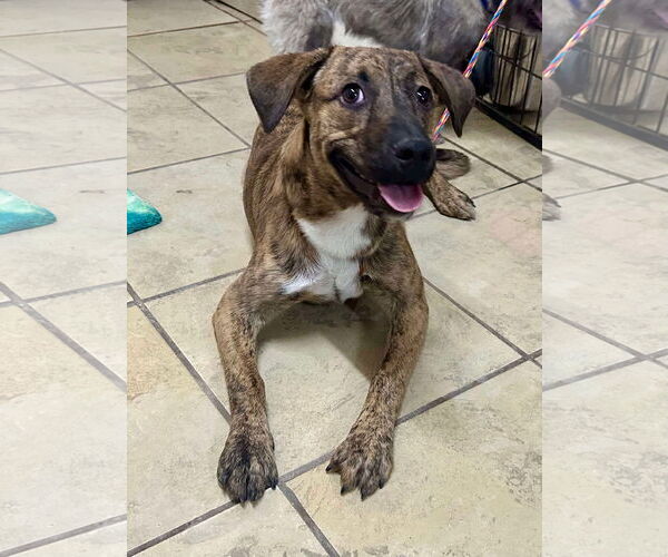 Medium Photo #3 Boxer-Unknown Mix Puppy For Sale in El Centro, CA, USA
