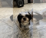 Small Photo #1 Shih Tzu Puppy For Sale in SANGER, CA, USA