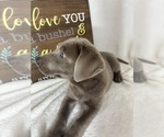 Small #3 Labrador Retriever