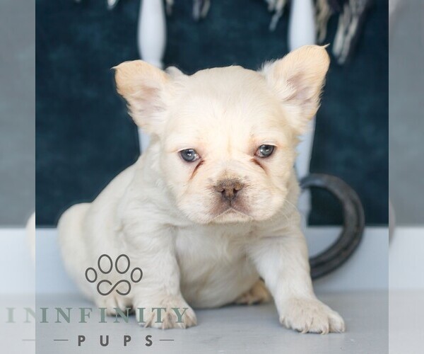 Medium Photo #4 French Bulldog Puppy For Sale in GORDONVILLE, PA, USA