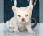 Small #3 French Bulldog