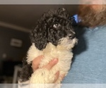 Small Photo #5 Saint Berdoodle Puppy For Sale in CONNEAUT, OH, USA